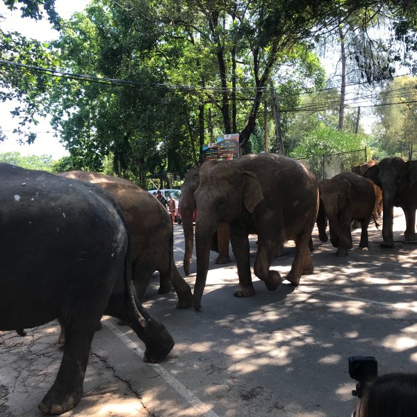 Elefanten in Pinnawala