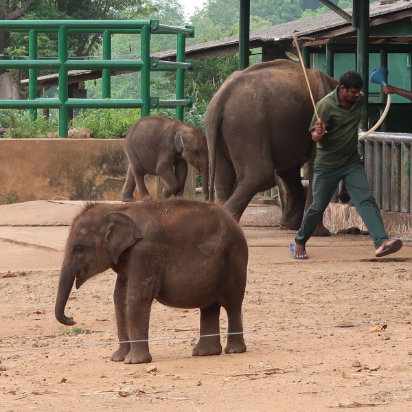 Elefant Transit Home