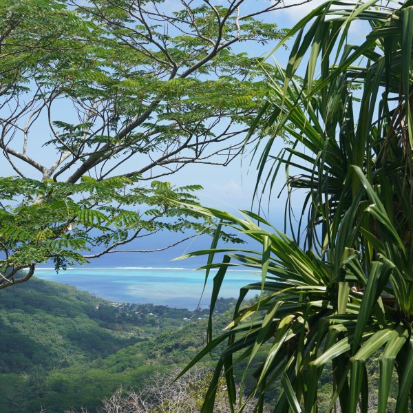 Col 3 Cocotiers