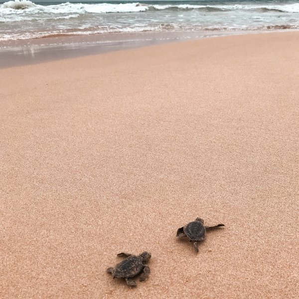 Babyschildkröten