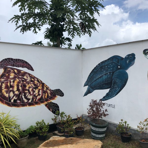 Koggala Turtle Hatchery