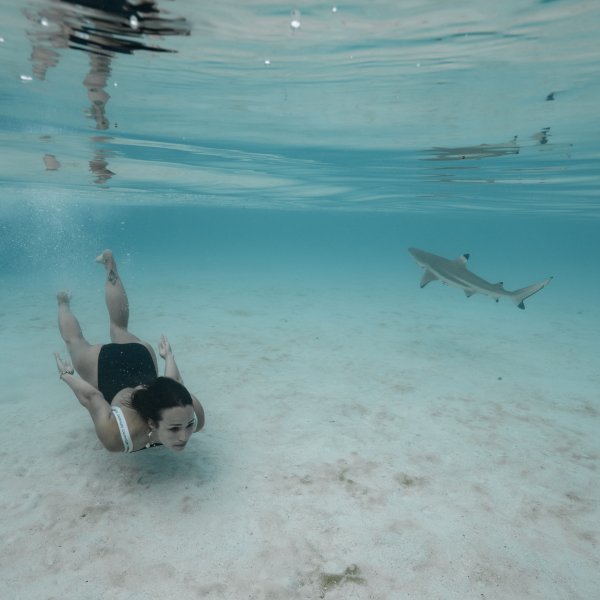 Blacktip Shark