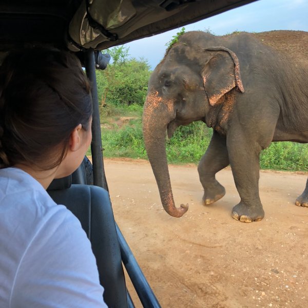Safari