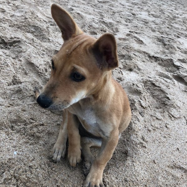 Welpe am Strand